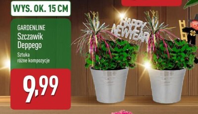 Szczawik Deppego promocja w Aldi
