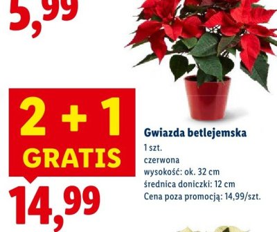 Gwiazda betlejemska promocja w Lidl