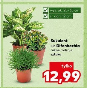 Sukulent w doniczce 12 cm promocja