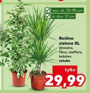 Kalatea 17 cm promocja