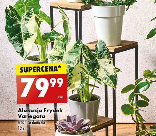 Alokazja frydek variegata promocja w Biedronka