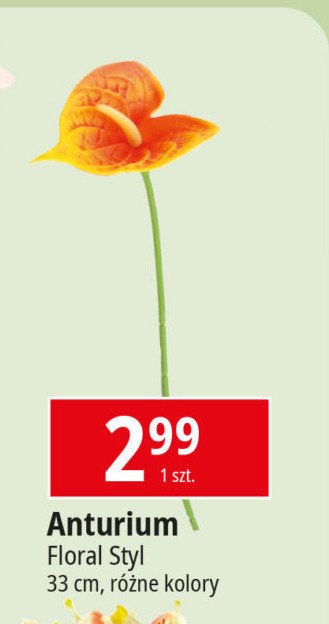 Anturium pojedyncze Floral styl promocja w Leclerc