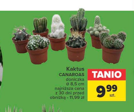 Kaktus canaroas 8.5 cm promocja
