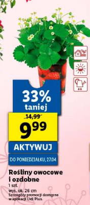 Rośliny ozdobne promocja w OBI