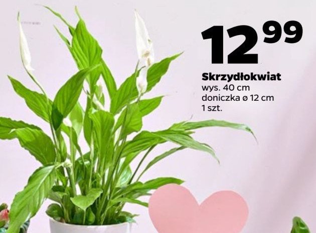 Skrzydłokwiat 40 cm promocja