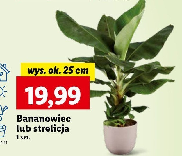 Bananowiec 25 cm promocja