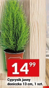 Cyprusik jasny doniczka 13 cm, 1 szt. promocja w Twój Market