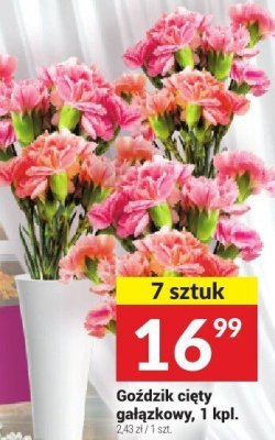 Goździk cięty gałązkowy, 1 kpl., 7 sztuk promocja w Twój Market