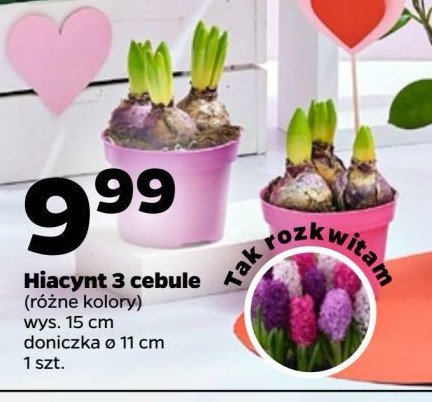 Hiacynt 3 cebule promocja w Netto