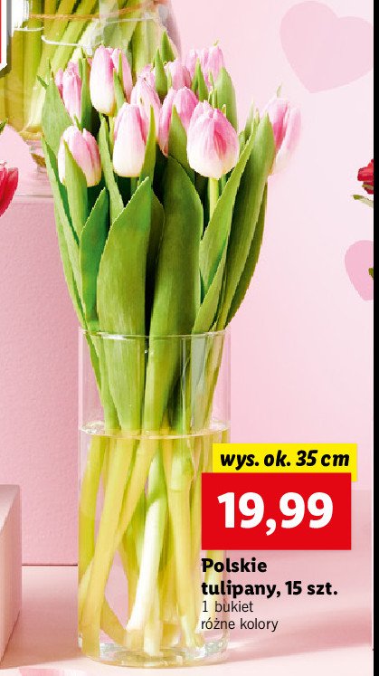 Tulipany polskie 35 cm promocje