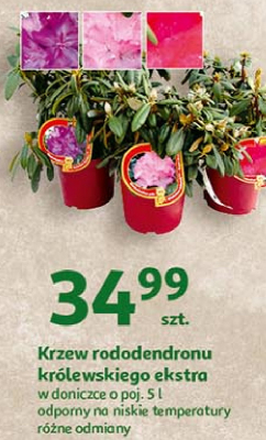 Rododendron kr贸lewski promocja