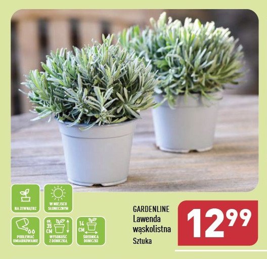 Lawenda w膮skolistna don. 14 cm GARDEN LINE promocja