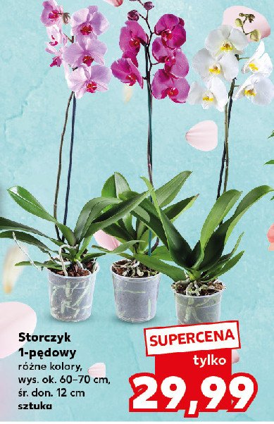 Storczyk 1 p臋d 12 cm promocja