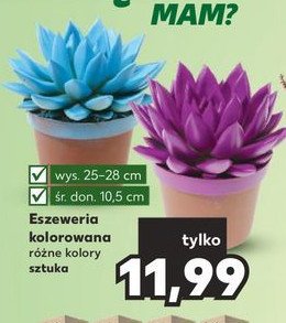 Eszeweria w don. 11 cm promocja