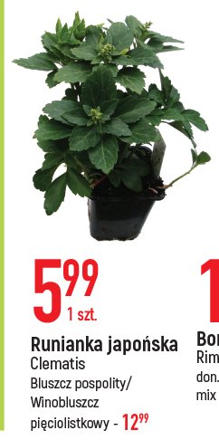 Bluszcz Clematis promocja