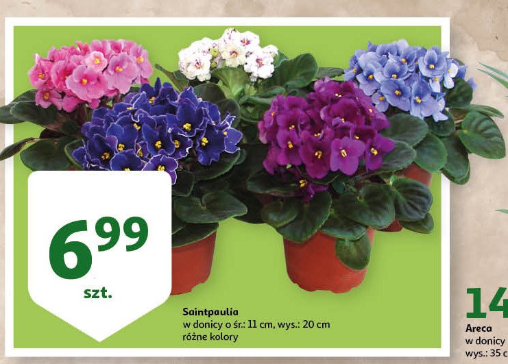 Saintpaulia śr. 11 cm promocja