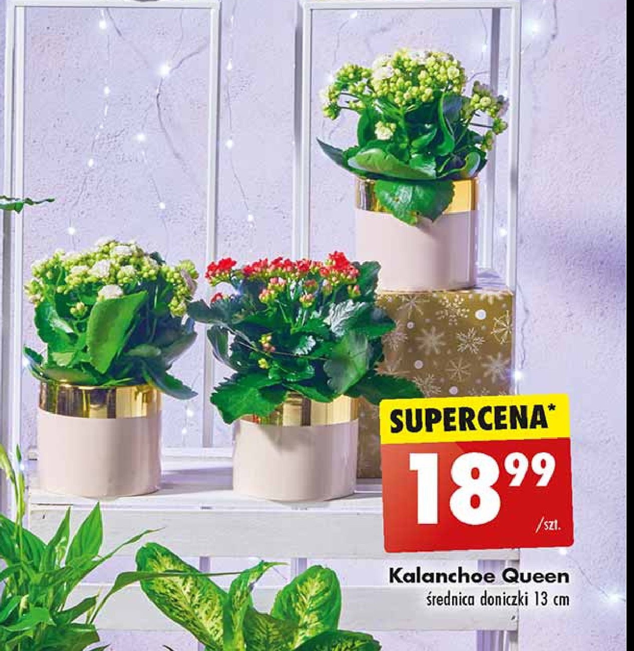 Kalanchoe queen 13 cm promocja