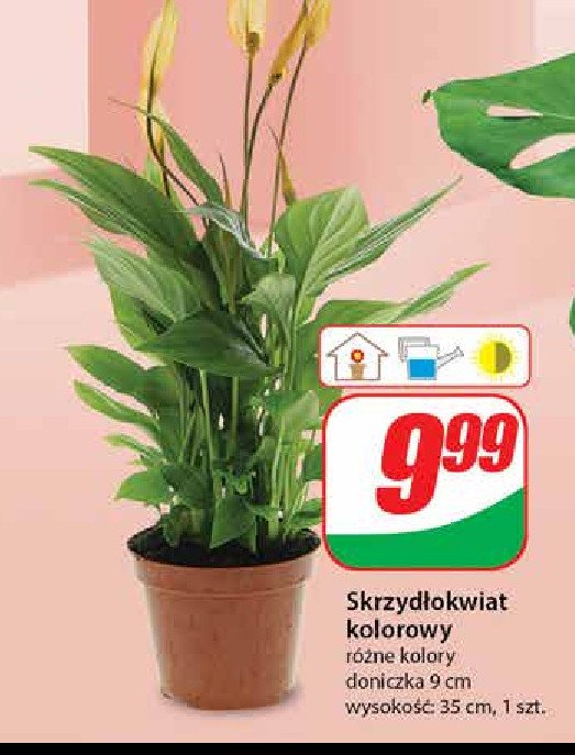 Skrzydłokwiat promocja