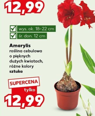 Amarylis roślina cebulowa, różne kolory sztuka promocja w Kaufland