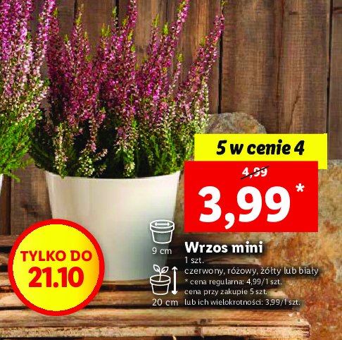 Wrzos mini czerwony promocja