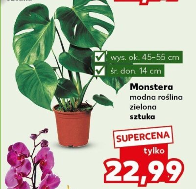 Monstera sztuka promocja w Kaufland