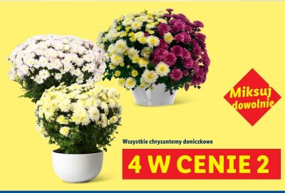 Wszystkie chryzantemy doniczkowe promocja w Lidl