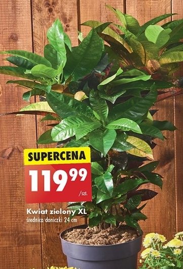 Kwiat zielony xl promocja