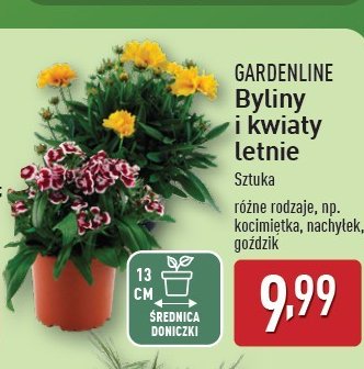 Goździk GARDEN LINE promocja w Aldi