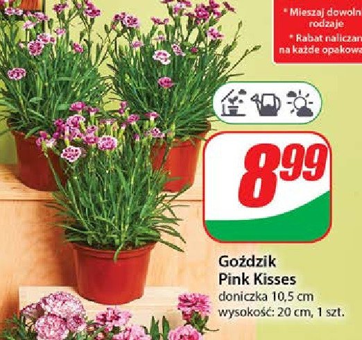 Goździk pink kisses 10.5 cm promocja w Dino