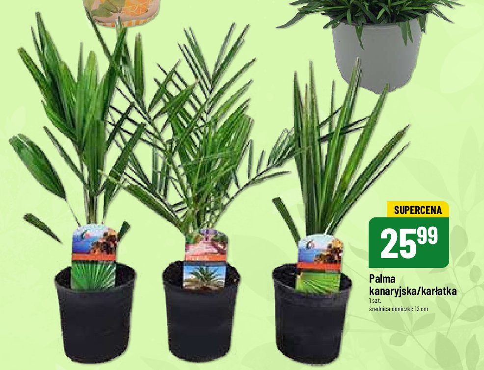 Palma kar艂atka 12 cm promocja