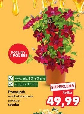 Powojnik 艣r. don. 17 cm promocja