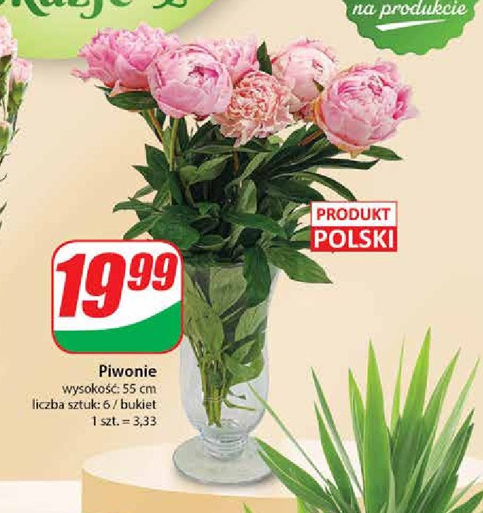 Piwonie 55 cm promocja