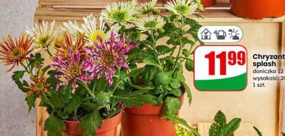 Chryzantema splash doniczka 12 cm promocja w Dino