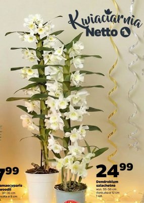 Dendrobium szlachetne Netto promocja w Netto