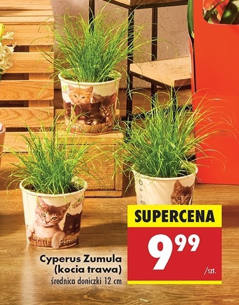 Cyperus zumula promocja