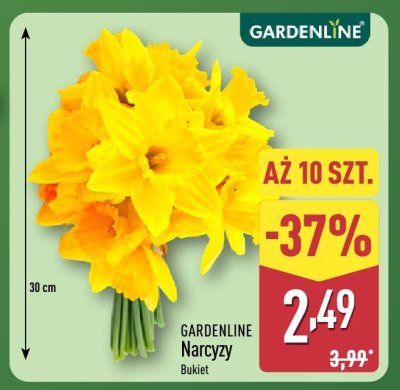 Narcyzy Bukiet 10 szt. promocja w Aldi