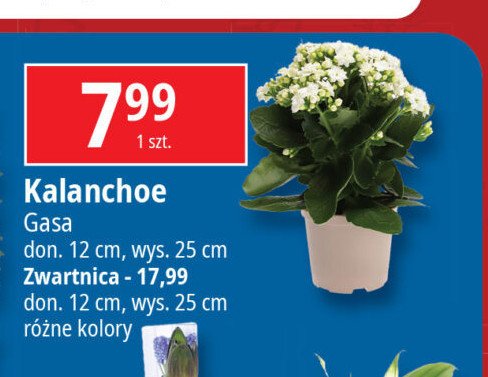 Zwartnica Gasa promocja w Leclerc