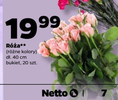 Róża, bukiet 20 szt., różne kolory promocja w Netto