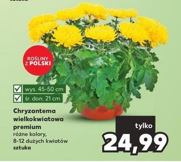 Chryzantema wielkokwiatowa 21 cm promocja
