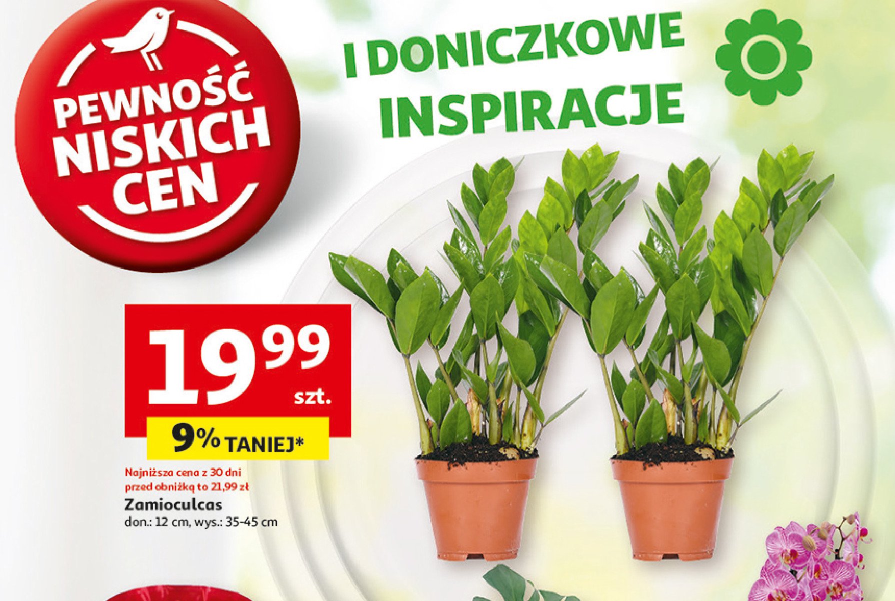 Zamioculcas promocja