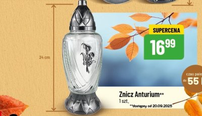 Znicz Anturium promocja w POLOmarket
