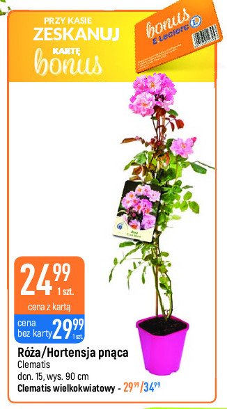 Clematis wielokwiatowy promocja