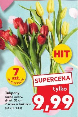 Tulipan promocja w Kaufland