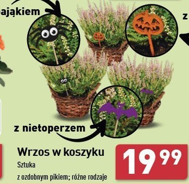 Wrzos w koszyki z pikiem nietoperz promocja w Aldi