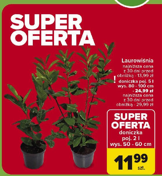 Laurowiśnia don. 2 l wys. 50-60 cm promocja