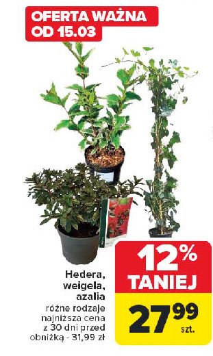 Hedera promocja