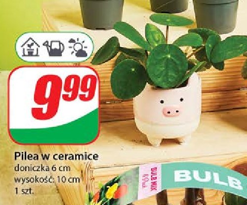 Pilea w don. ceramicznej śr. 6 cm promocja