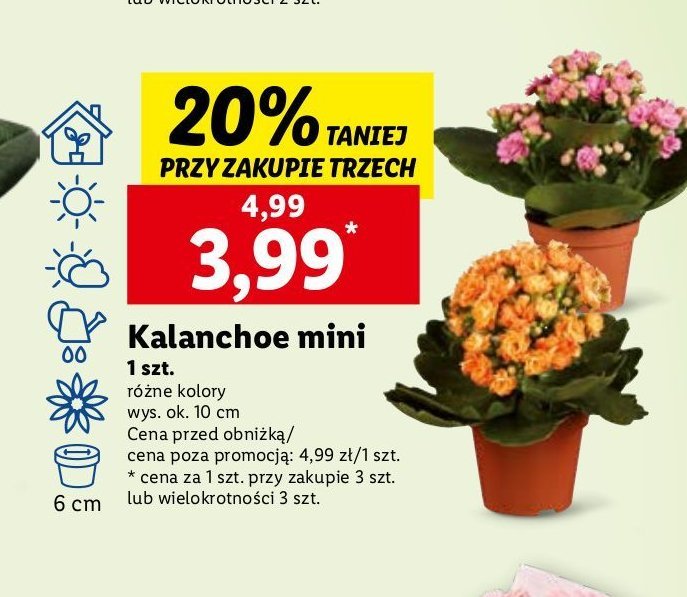 Kalanchoe mini promocja