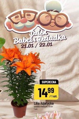 Lilia Azjatycka roślina doniczkowa średnica doniczki 15 cm promocja w POLOmarket