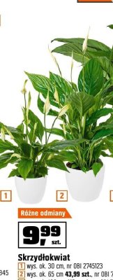 Skrzydłokwiat wys. ok. 65 cm promocja w OBI